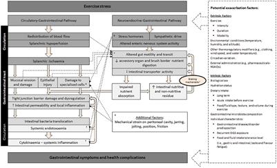 Effect of prebiotics, probiotics, and synbiotics on gastrointestinal outcomes in healthy adults and active adults at rest and in response to exercise—A systematic literature review